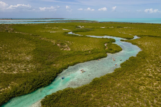 2 Hours Clear Kayaking Activity on Mangrove Cay - The marine life below your kayak