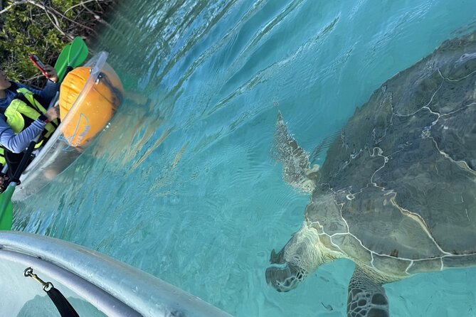 3hr Clear Kayak Tour of Mangroves, Marine Life and Iguanas - Meeting point, timing, and physical effort