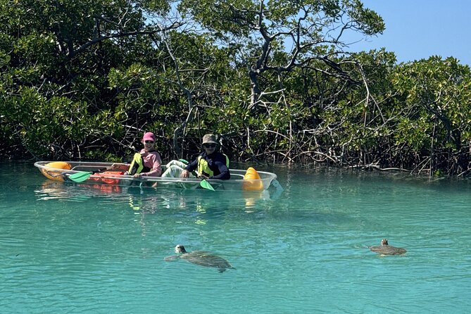3hr Clear Kayak Tour of Mangroves, Marine Life and Iguanas - Who will enjoy this outing most