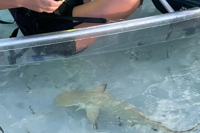 3hr Clear Kayak Tour of Mangroves, Marine Life and Iguanas - Looking for turtles, sharks, and birds