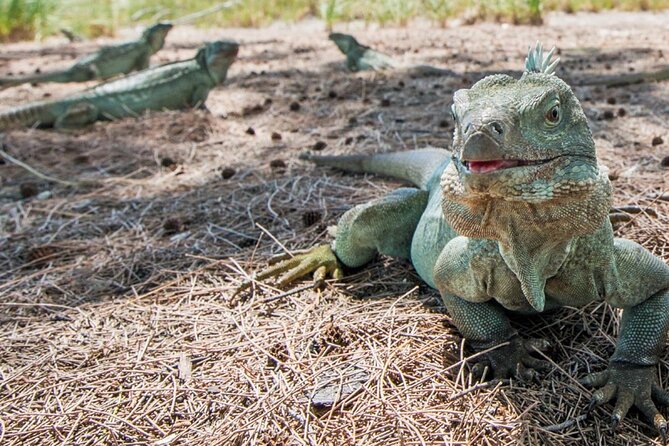 3HR Emerald reef snorkeling, iguana island and shipwreck tour - Iguana Island gives the tour a quieter change of pace