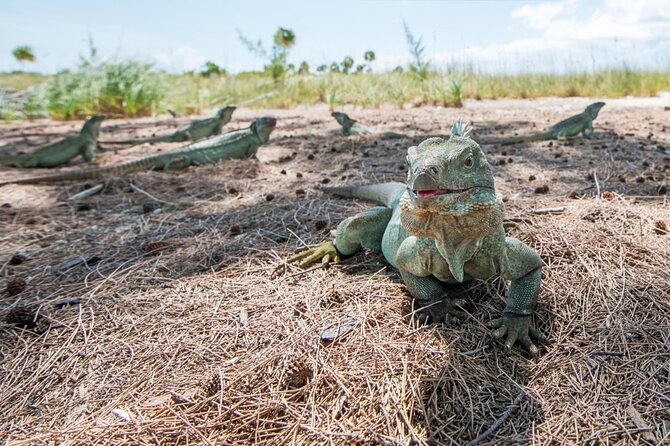 3HR Emerald reef snorkeling, iguana island and shipwreck tour - The crew makes the difference