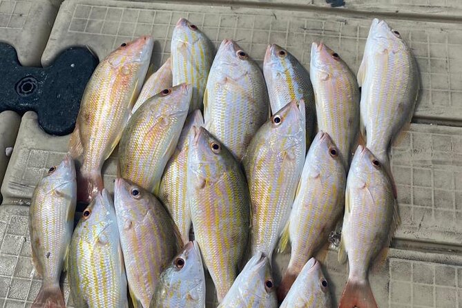 4HR-Halfday Private Fishing Tour in Gracebay - What the 8:30 am start means for your day