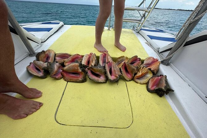 6HR-Provo Cays exploration with Lunch in Gracebay - Little Water Cay, iguanas, and the sandbars