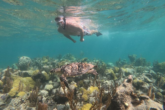 Afternoon Half Day Cruise from Providenciales with Snorkeling and Iguana Island - Snorkeling a Major Reef Near Providenciales