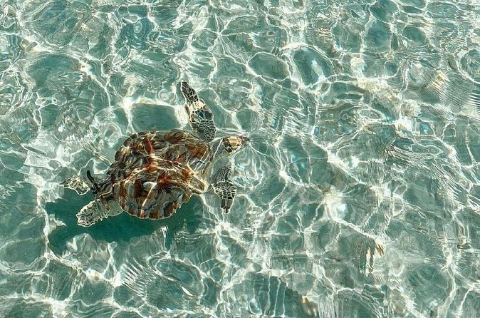 Clear Bottom Kayaks Mangrove and Iguana Tour - What the three-hour schedule feels like
