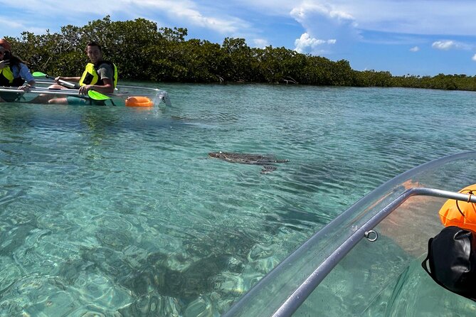 Clear Kayak Eco Tour Explore Mangroves and Meet the Turtles - The clear kayak helps, but inspect it first