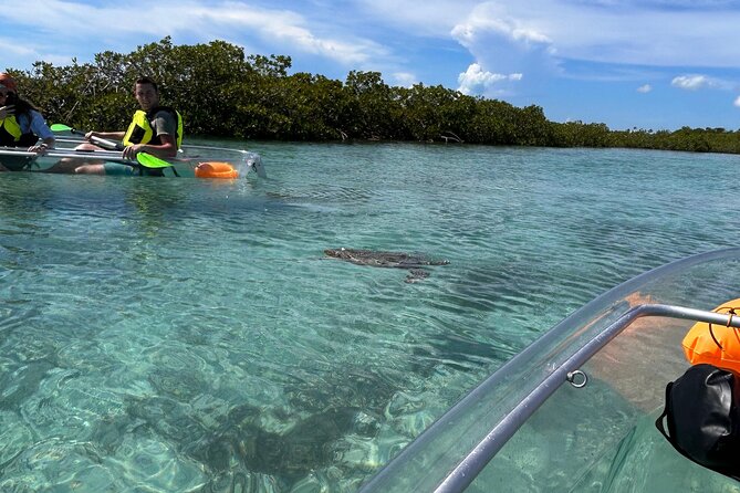 Clear Kayak Eco Tour Explore Mangroves and Meet the Turtles - How strenuous is the paddling?