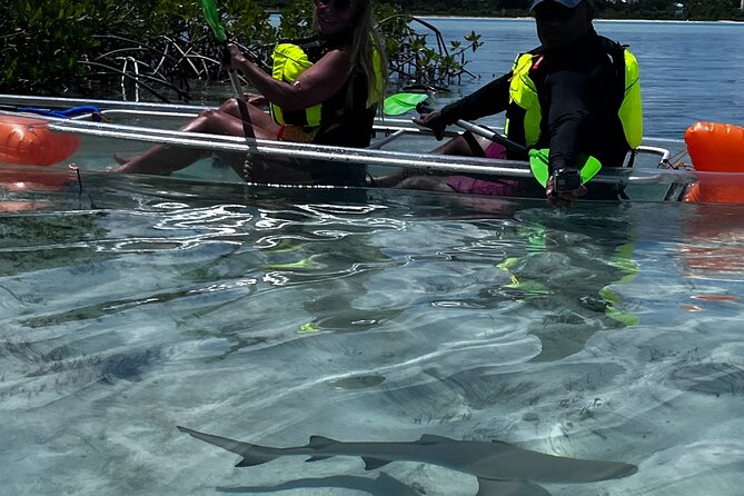 Clear Kayak Eco Tour Explore Mangroves and Meet the Turtles - Safety, weather, and cancellation details