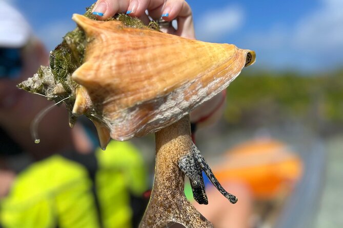 Clear Kayak Eco Tour Explore Mangroves and Meet the Turtles - What you can see beneath the clear kayak