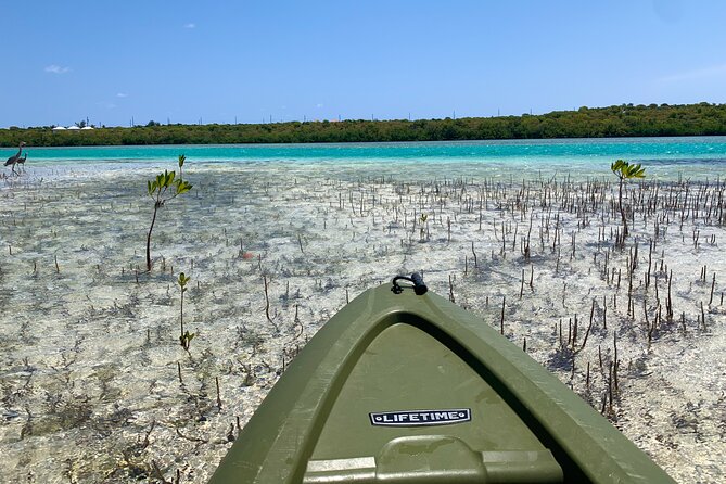 Clear kayak Grand Turk Island Kayak Tour of the mangroves - Why the clear kayak changes the view