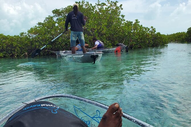 Clear Kayak Mangrove Eco Tour - Who Will Like This Providenciales Tour?
