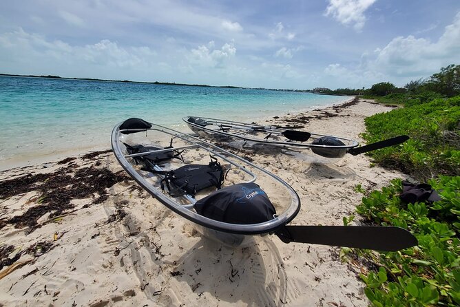 Clear Kayak Mangrove Eco Tour - Wildlife to Watch For Around the Mangroves