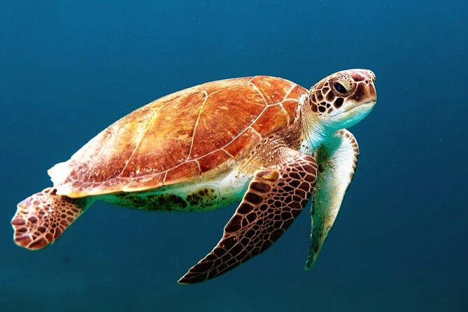 Clear Kayak Tour in Turks & Caicos Islands - The first hour: clear water and living mangroves