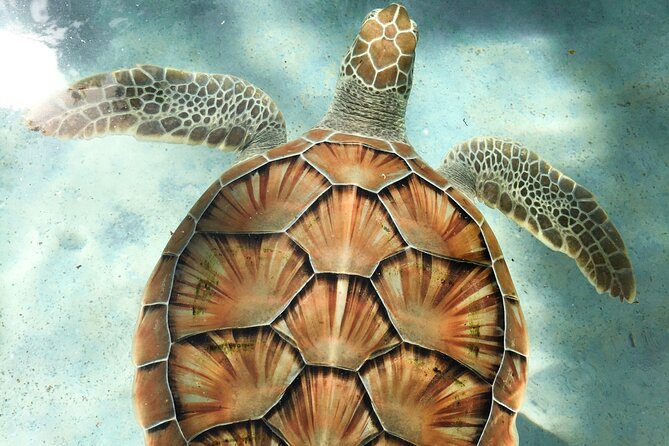 Clear Kayak Tour in Turks & Caicos Islands - The second hour: Grace Bay views and open water