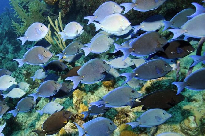 Exclusive Supreme Snorkeling Tour - The boat ride sets the pace