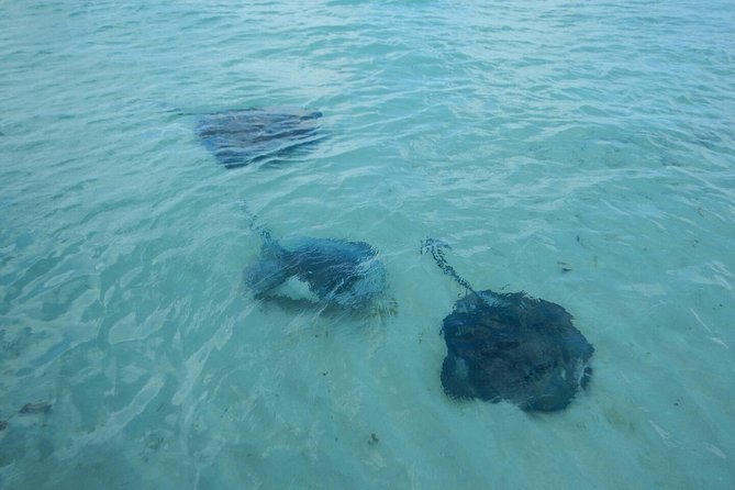 Exclusive Supreme Snorkeling Tour - Is $149 a fair price?