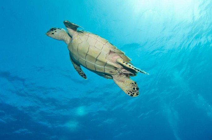 Exclusive Supreme Snorkeling Tour - What to wear and bring