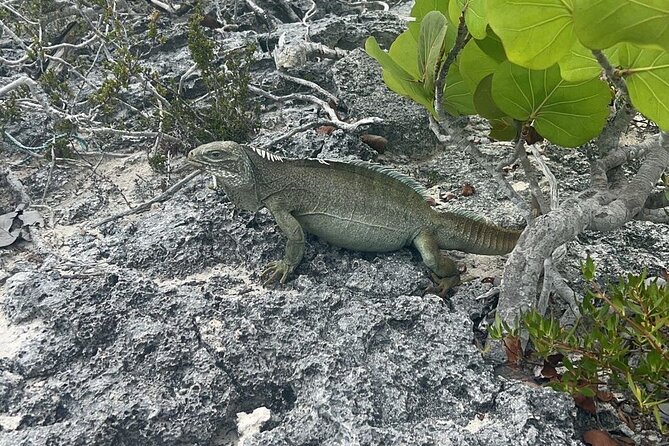 Full Day Private Charter Tour Turks and Caicos - Snorkeling, tubing, and the value of private time