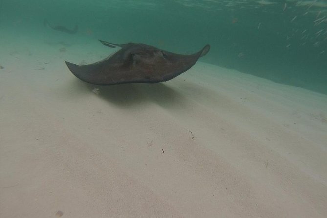 Gibbs Cay Stingray and Conch Dive Adventure - Who should book this Gibbs Cay outing