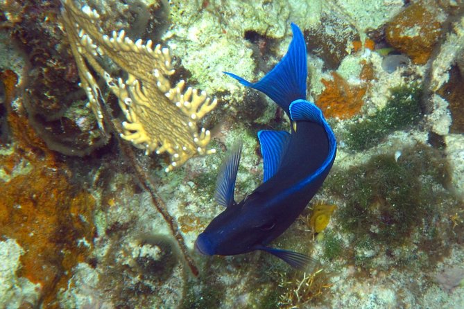 Grand Turk - Amazing Wall Snorkeling Tour - Grand Turk’s wall is the reason to go