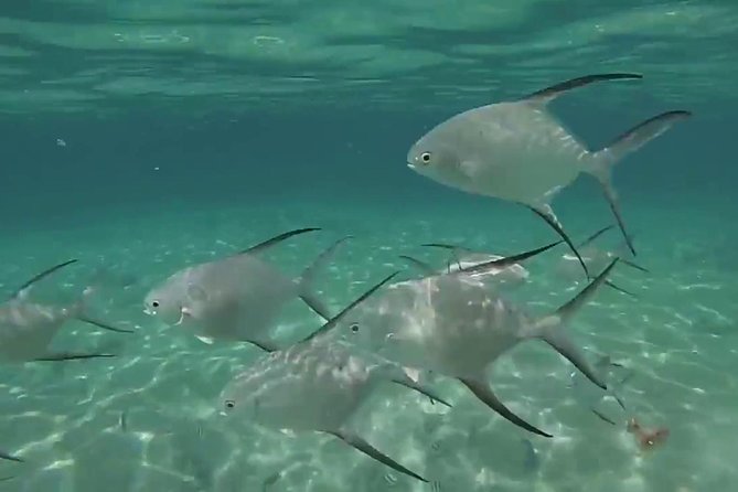 Grand Turk - Amazing Wall Snorkeling Tour - When the ocean changes the plan