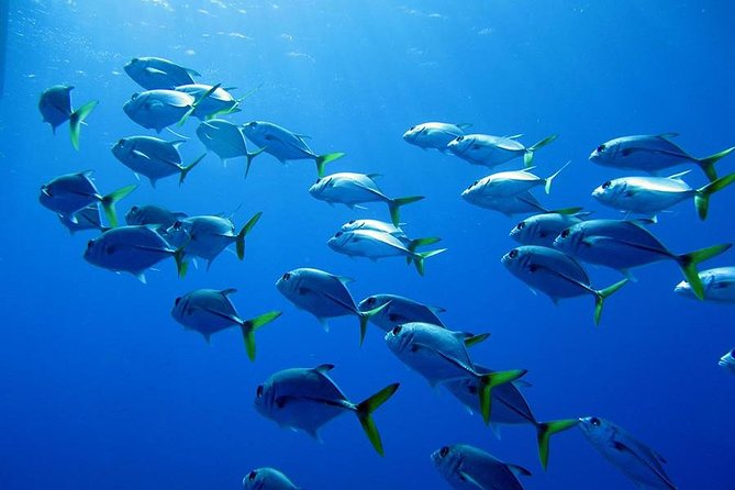 Grand Turk - Amazing Wall Snorkeling Tour - Optional conch, beach, and stingray time