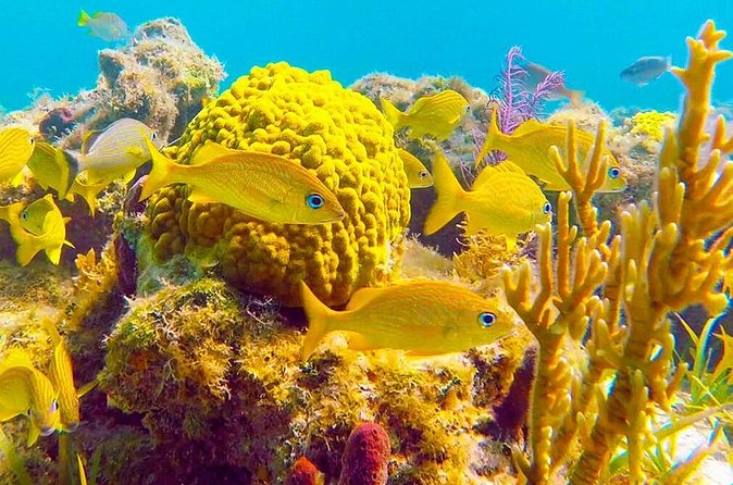 Grand Turk - Amazing Wall Snorkeling Tour - Who will enjoy this most