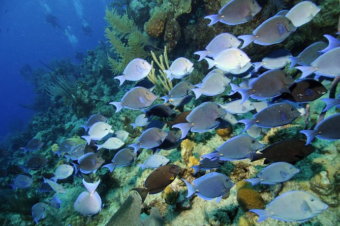 Grand Turk - Amazing Wall Snorkeling Tour - What the two-hour outing usually feels like