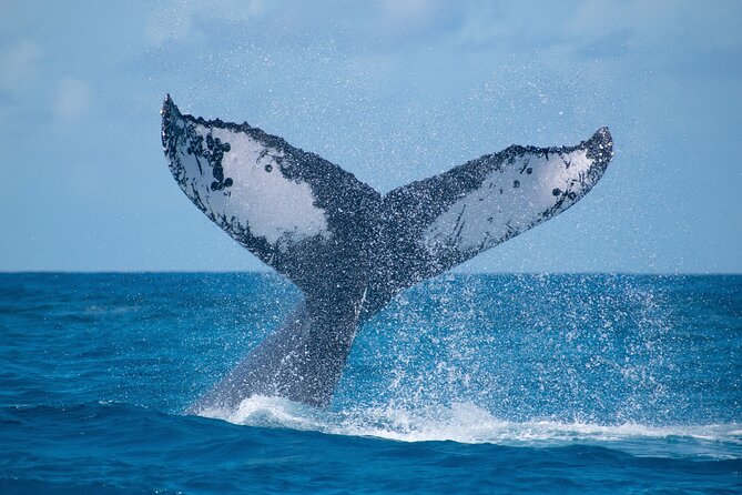 Grand Turk: Whale Watching - Key points at a glance