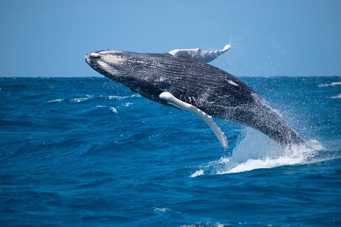 Grand Turk: Whale Watching - Why Grand Turk is a good whale-watching base