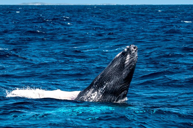 Grand Turk: Whale Watching - Searching for humpbacks, not chasing them