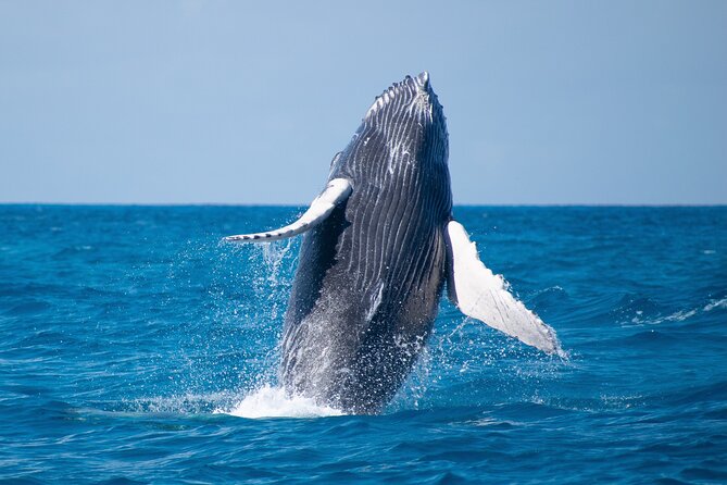 Grand Turk: Whale Watching - What the marine biologist adds