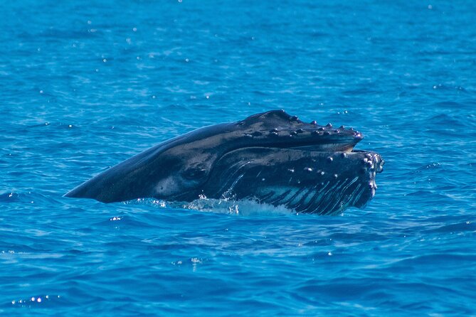 Grand Turk: Whale Watching - Comfort, snacks, and rum punch
