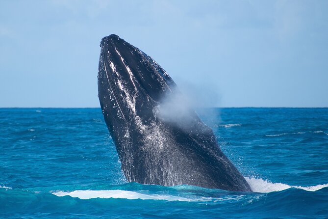 Grand Turk: Whale Watching - Timing your cruise-day plans