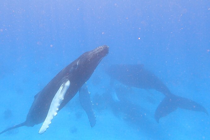 Grand Turk: Whale Watching - From Jack’s Shack to open water