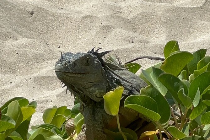 Half Day Private Sun and Snorkel exploring the Turks and Caicos - Should you book it?
