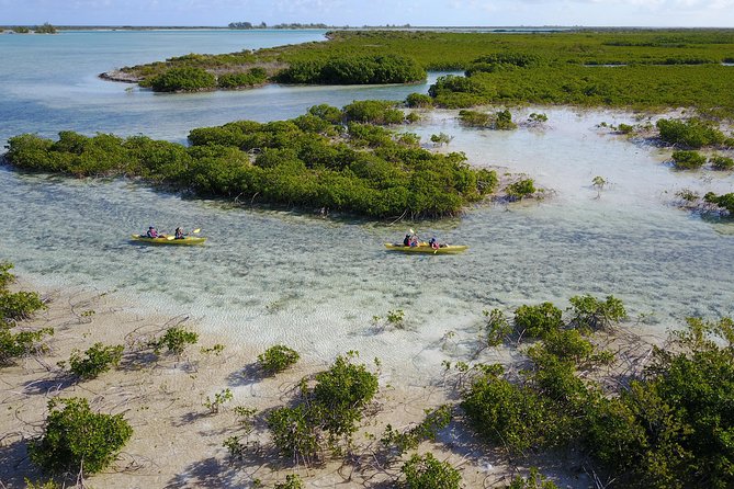 Kayak Eco Tour - What You Might See in the Channels