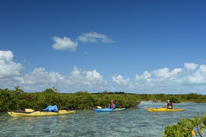 Kayak Eco Tour - Launching from Leeward Marina