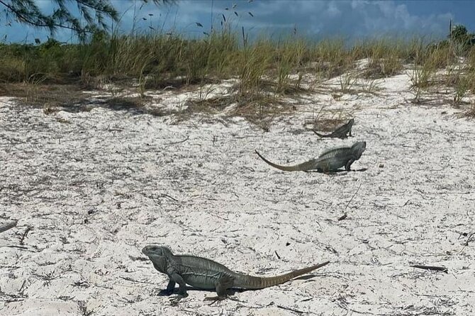 Let me take you to Caicos Jetski safari Private Tour - Riding from Long Bay Beach
