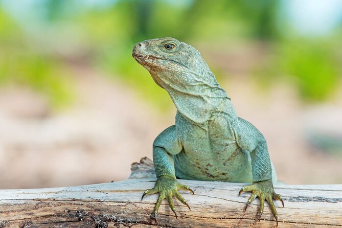 Mangrove Cay and Iguana Island Tours - Little Water Cay, where the iguanas own the beach