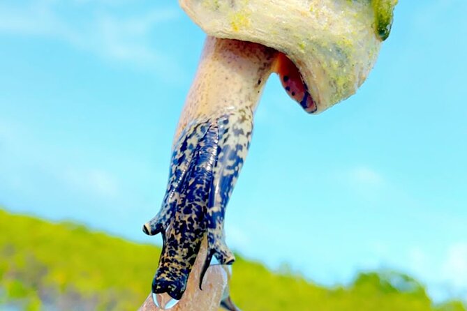 Mangrove Cay And Iguana Island Venture In Turks And Caicos Island - What you may see below the kayak
