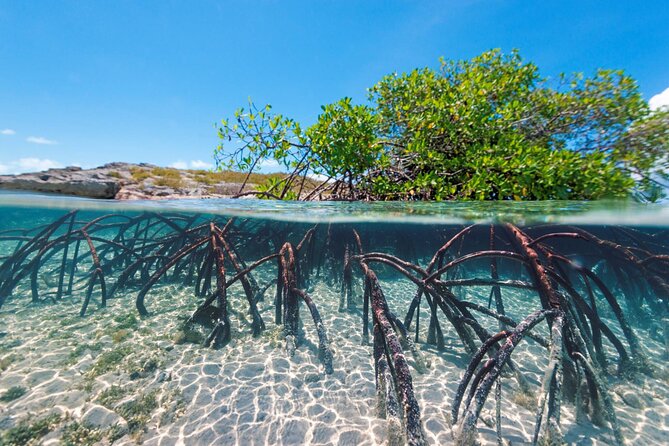 Mangrove Cay Tour - Who should book Mangrove Cay