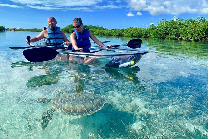 Mangrove Clear Kayak Tour - Why this Mangrove Tour Is Worth Your Morning