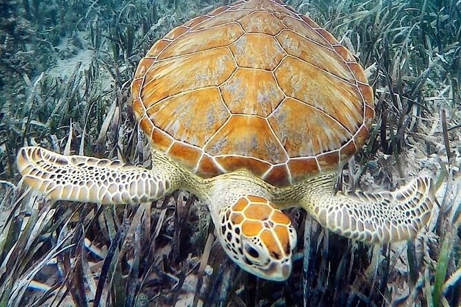 Mangrove Clear Kayak Tour - What the Guides Add to the Experience
