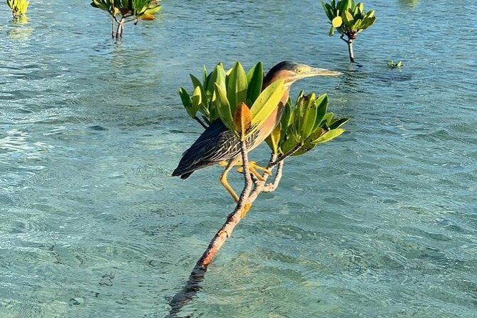 Mangrove Clear Kayak Tour - Is the $125 Price a Fair Deal?