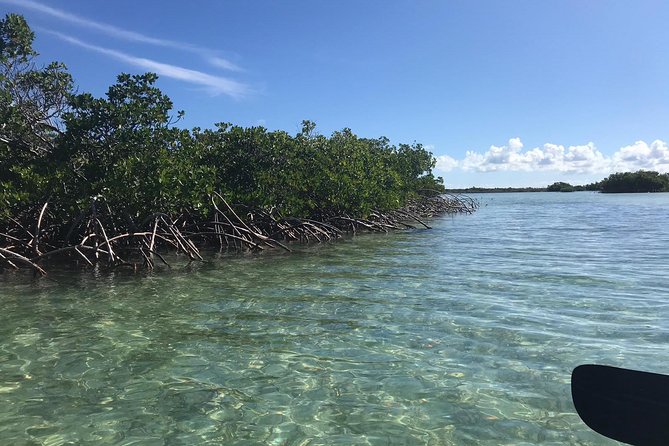 Mangrove & Iguana Clear Kayak Tour - Paddling through the red mangrove estuary