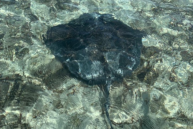 Mangrove & Iguana Clear Kayak Tour - How much kayaking will you really do?