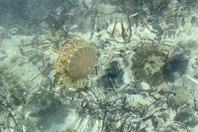Mangrove & Iguana Clear Kayak Tour - Is $155 a fair price?