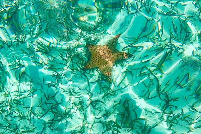 Mangrove & Iguana Clear Kayak Tour - Who will enjoy this most?